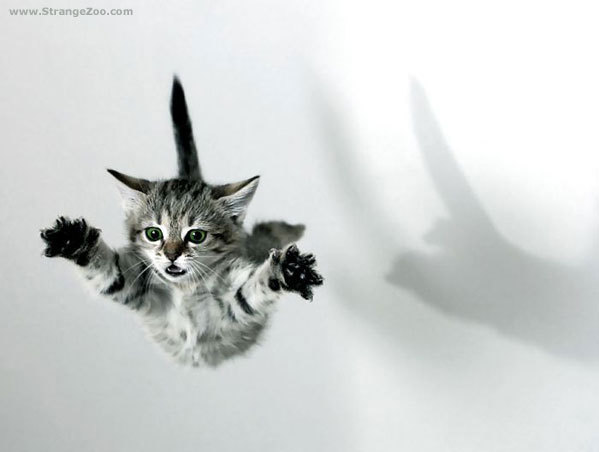 flying cat re-creation